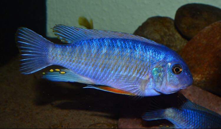 Labeotropheus fuelleborni 'Chizumulu Island'